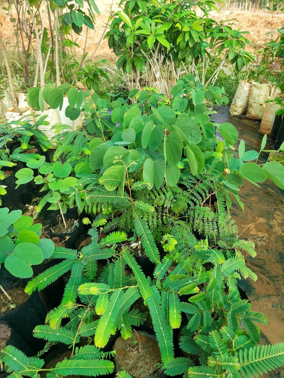 Rows of young tree saplings in nursery bags at TVC.