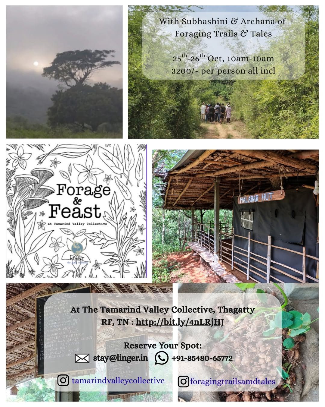 Forage & Feast camp-night poster collage: a misty tree at sunrise, a forest foraging trail, the Malabar Hut cabin, and a wildlife identification chart.