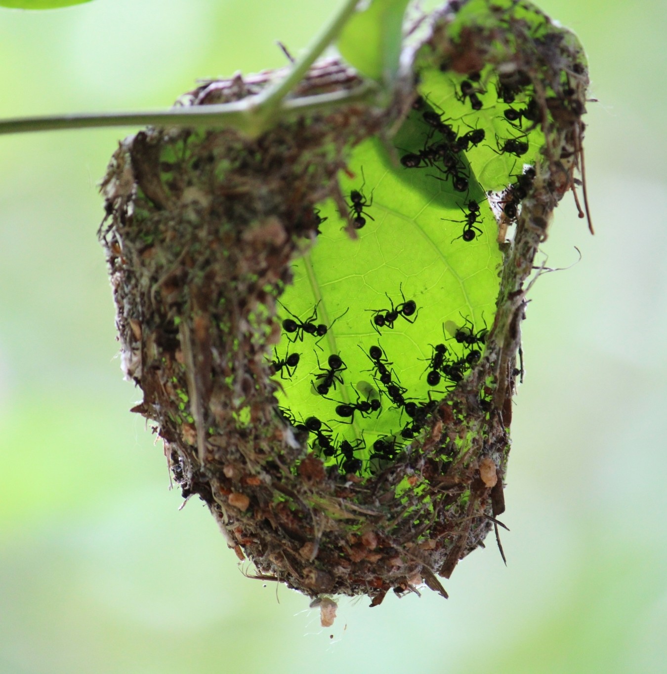 A weaver ant colony tending their nest through a torn leaf window, backlit bright green.