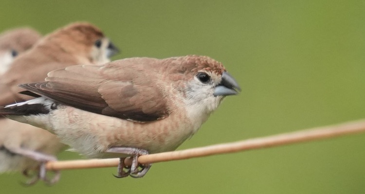 An Indian Silverbill at TVC