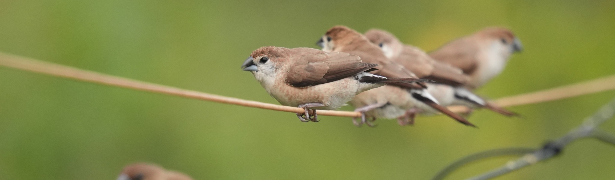 A small flock of Indian Silverbills perched on a wire at TVC