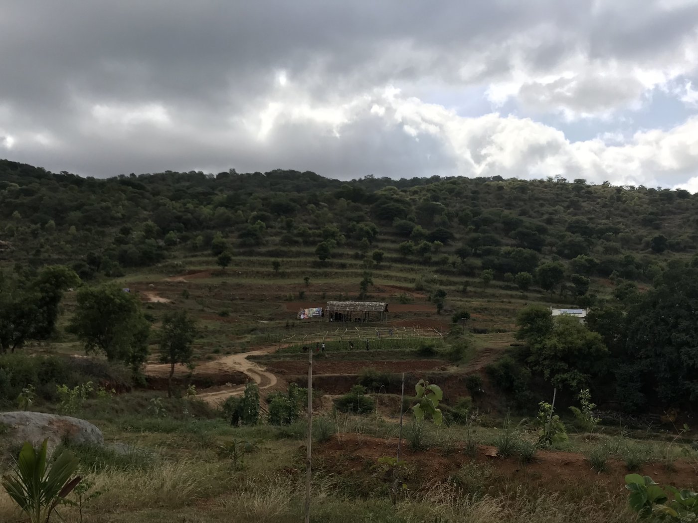 The land in 2018, terraced but still sparse