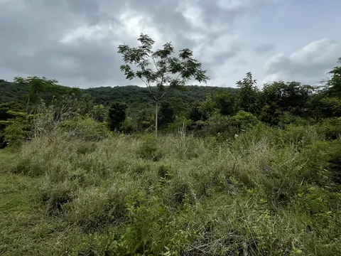 A young sapling growing on the regenerated hillside