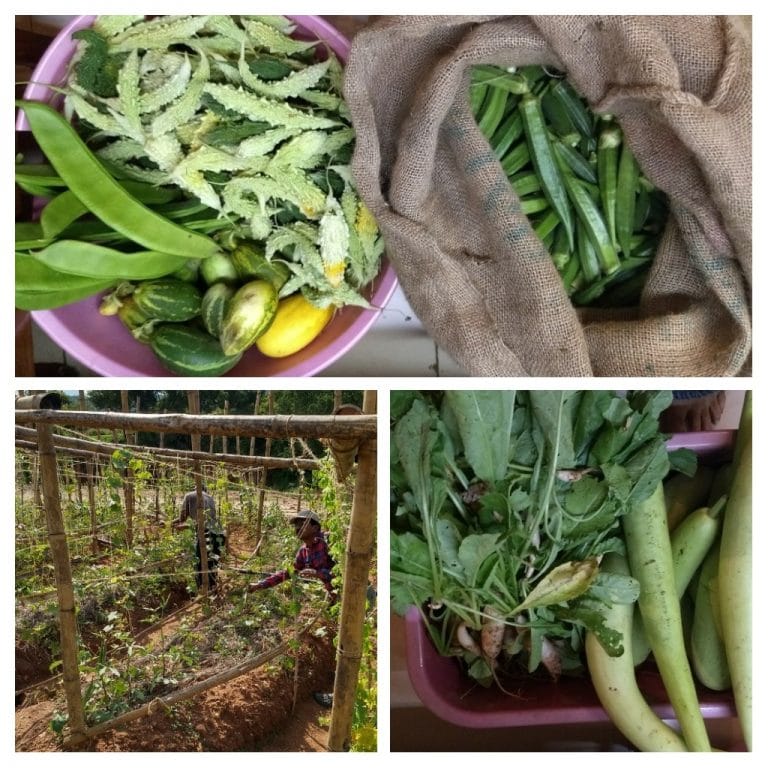 A harvest of okra, beans, greens, and vegetables from the farm